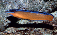 Aldabra-Zwergbarsch - Pseudochromis aldabraensis