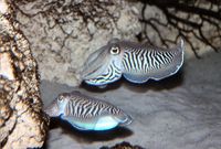 Gemeiner Tintenfisch Sepia officinales