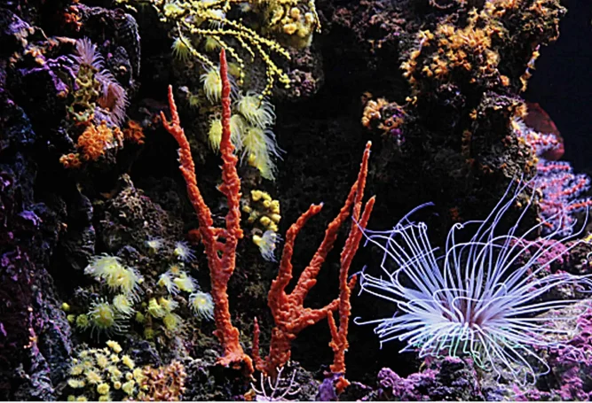 Mittelmeeraquarium von K. Guba (Foto: H. Strutz) Mittelmeeraquarium von K. Guba (Foto: H. Strutz)