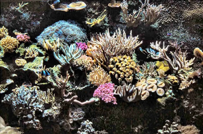 Aquarium Tierpark Hagenbeck (1990er Jahre) (Foto: H. Strutz) Aquarium Tierpark Hagenbeck (1990er Jahre) (Foto: H. Strutz)