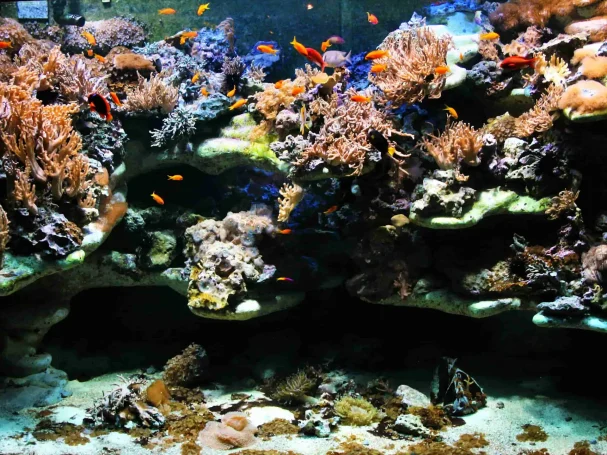 Aquarium ZOO Basel (Foto: H. Strutz) Aquarium ZOO Basel (Foto: H. Strutz)