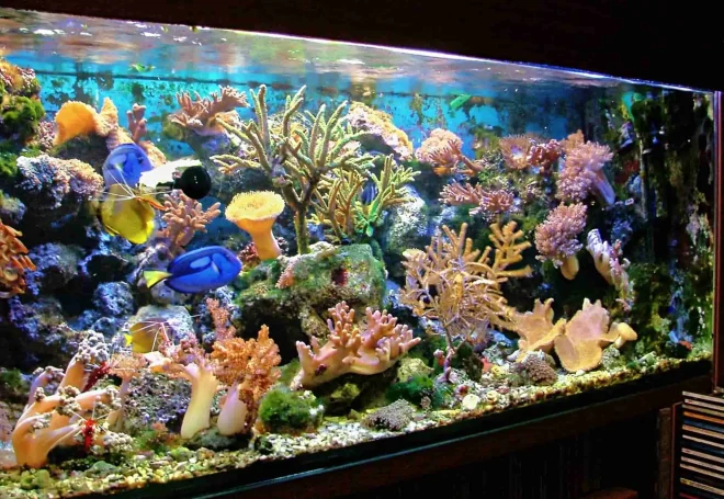 Aquarium H. Strutz 2005 (Foto. H. Strutz) Aquarium H. Strutz 2005 (Foto. H. Strutz)