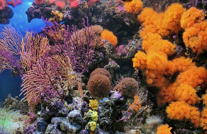 Mittelmeeraquarium von K. Guba (Foto: H. Strutz) Mittelmeeraquarium von K. Guba (Foto: H. Strutz)