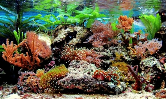 Privat-Aquarium in Österreich (Foto: H. Strutz) Privat-Aquarium in Österreich (Foto: H. Strutz)